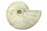 Silver Iridescent Ammonite (Cleoniceras) Fossil - Madagascar #327739-1